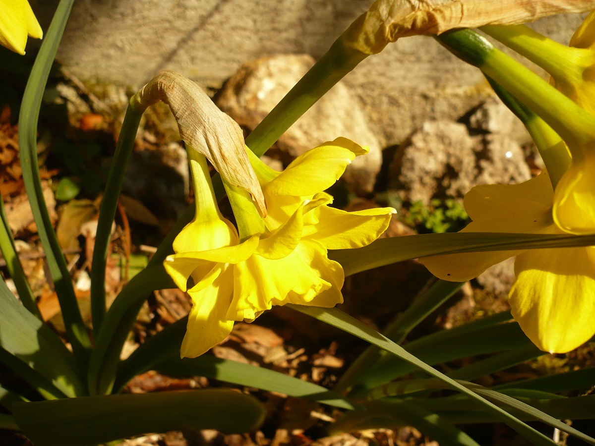 Narcissus x odorus (Amaryllidaceae)